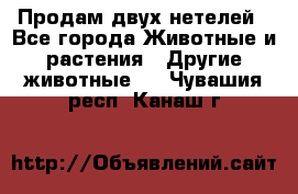 Продам двух нетелей - Все города Животные и растения » Другие животные   . Чувашия респ.,Канаш г.